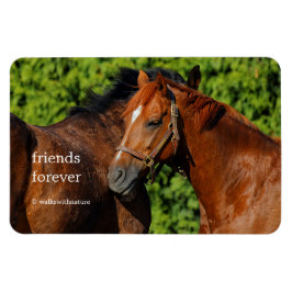 Två vackra kastanjehästar i Sol Magnet