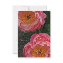 Två vackra Rosa Peonies