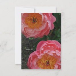 Två vackra Rosa Peonies Anteckningskort