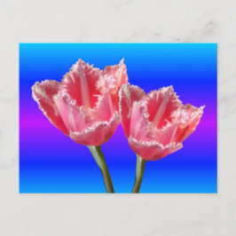 Två vackra Rosa Tulips Blue BG DIY-vykort Vykort