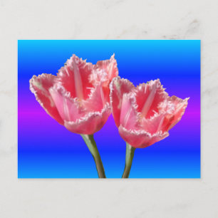 Två vackra Rosa Tulips Blue BG DIY-vykort Vykort