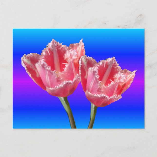Två vackra Rosa Tulips Blue BG DIY-vykort Vykort (Framsida)