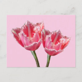 Två vackra Rosa Tulips Cust. BG DIY-vykort Vykort