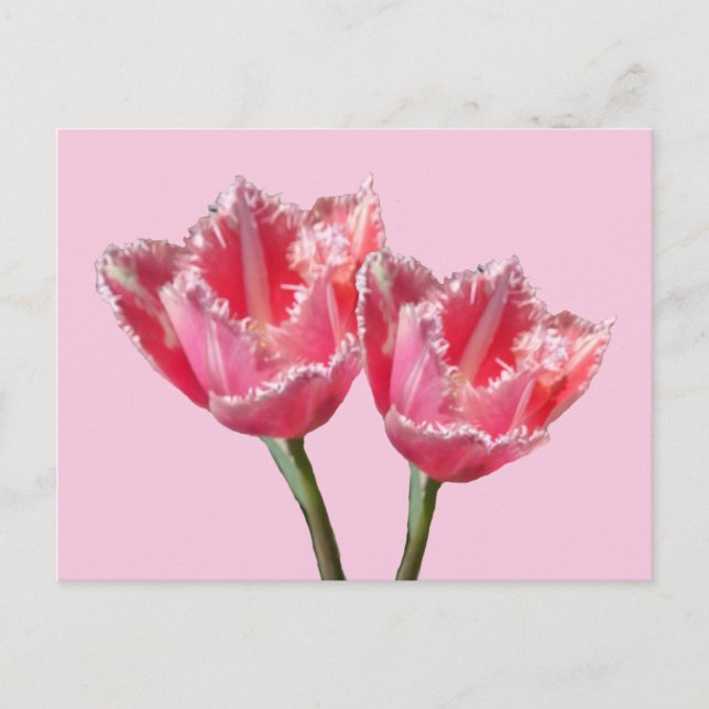 Två vackra Rosa Tulips Cust. BG DIY-vykort Vykort (Framsida)