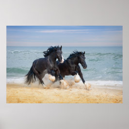 Två vackra Shire Horses som går längs stranden Poster