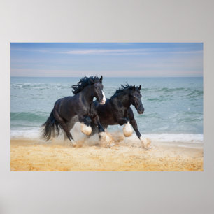 Två vackra Shire Horses som går längs stranden Poster