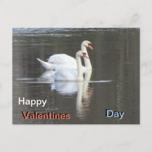 Två vackra Svanar Valentines-vykort Vykort