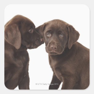 Två valpar av chokladtyp Labrador Fyrkantigt Klistermärke