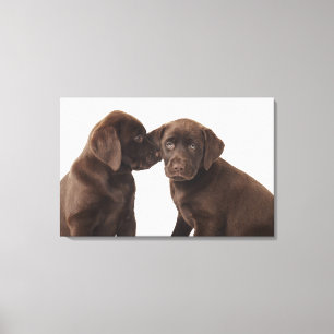 Två valpar för chokladLabrador Retriever Canvastryck
