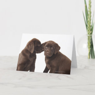 Två valpar för chokladLabrador Retriever Kort