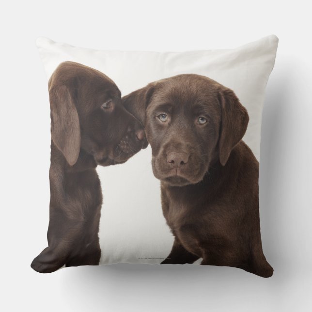 Två valpar för chokladLabrador Retriever Kudde (Framsida)
