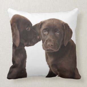 Två valpar för chokladLabrador Retriever Kudde
