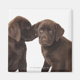 Två valpar för chokladLabrador Retriever Magnet
