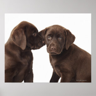 Två valpar för chokladLabrador Retriever Poster