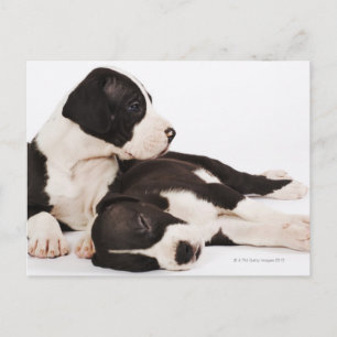 Två valpar från Harlequin Great dane Vykort