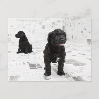 Två valpar från Vatten i Hund i ett rum Vykort