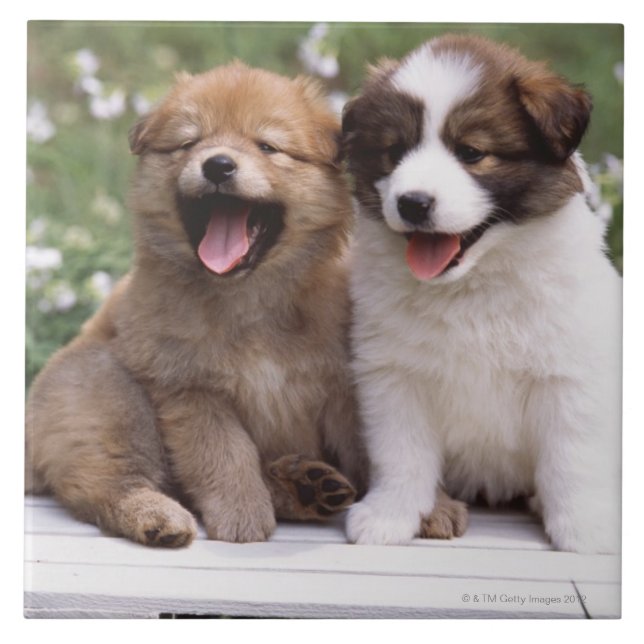 Två valpar som tillsammans sitter kakelplatta (Framsidan)