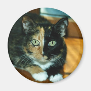 Två vände mot katten magnet