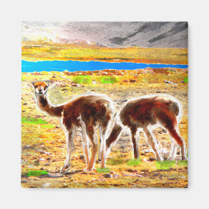 Två VicunasAndes berg Peru Magnet