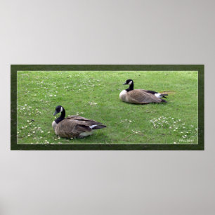 Två vilder anka på grönt gräs. Landskapsdjur Poster