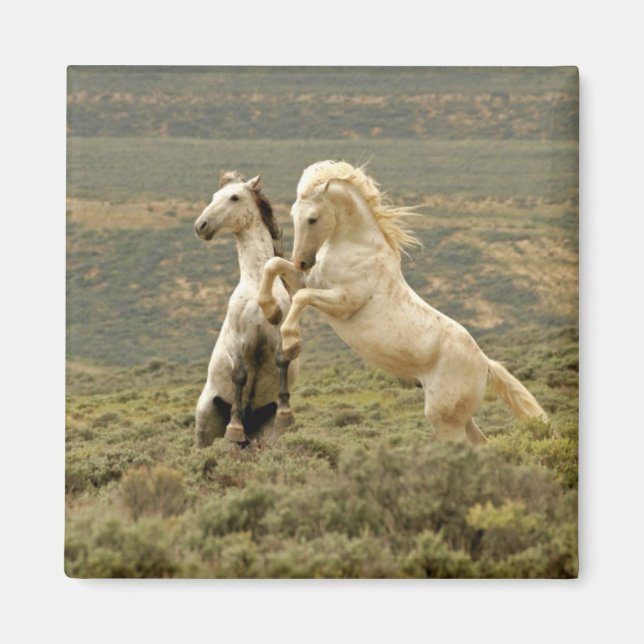 Två Vilders allianskamp Magnet (Framsidan)