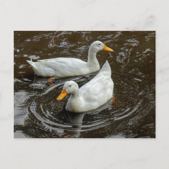 Två vita Anka. Roath Park Sjö, Cardiff, Wales Vykort (Framsida)