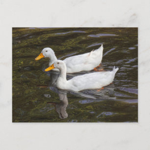 Två vita Ankor. Roath Park Sjö, Cardiff, Wales P Vykort