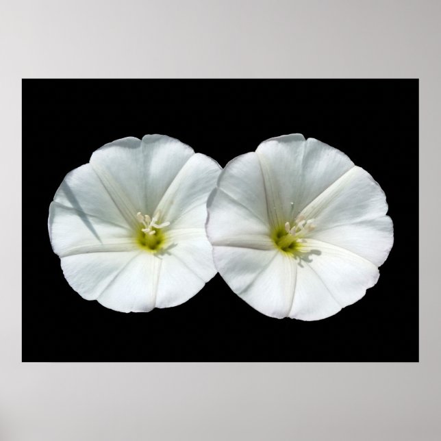 två vita blommor poster (Framsidan)