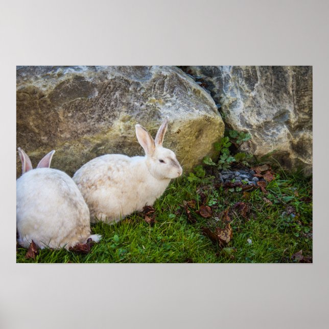 Två vita bunnier poster (Framsidan)