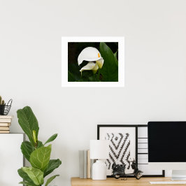 Två vita Calla-liljor blomfotografi Poster
