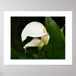 Två vita Calla-liljor blomfotografi Poster