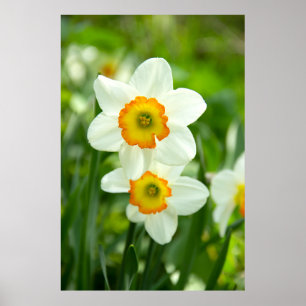 Två vita daffodialfoton poster