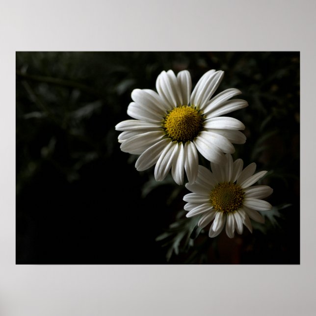 Två vita Daisy Poster (Framsidan)