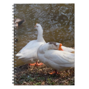 två vita gäss som leker vid en damm. anteckningsbok
