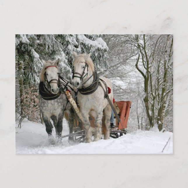 Två vita hästar drar en släde genom snö vykort (Framsida)