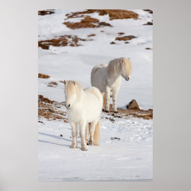 Två vita isländska hästar poster (Framsidan)