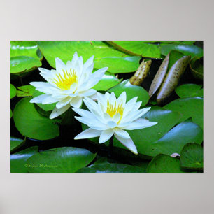 TVÅ VITA LOTUS BLOMMAR PÅ GRÖNT LIGEN DYNOR/ FOTO POSTER