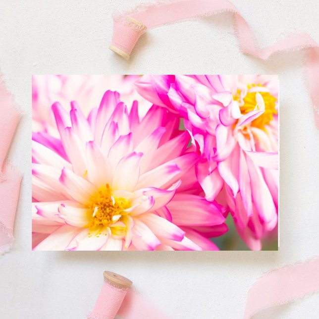 Två vita och rosa Dahlia tom anteckningslapp Hälsningskort (This delicate white and pink Dahlia blooms. Inside, write heartfelt messages for any occa)