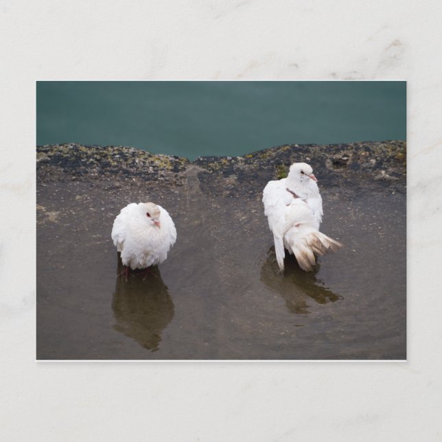 Två vita pigeoner i en Puddle Vykort (Framsida)