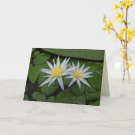 Två vita vattenskliljor kort