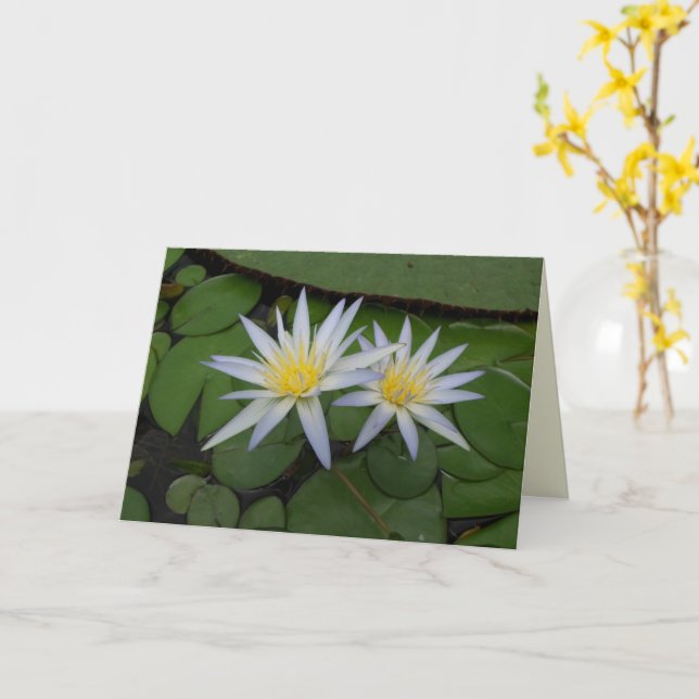 Två vita vattenskliljor kort (Gul blomma)