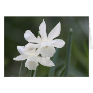 Två vita Vild-skiffodils i Grönt Fält Hälsningskort