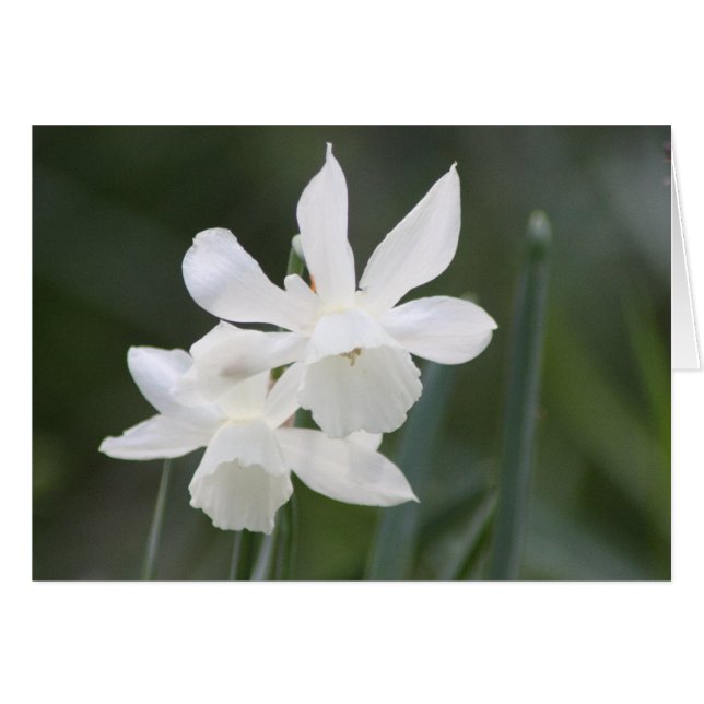 Två vita Vild-skiffodils i Grönt Fält Hälsningskort (Framsidan Horizontal)