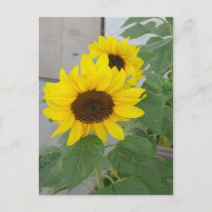Två vykort för solblommor