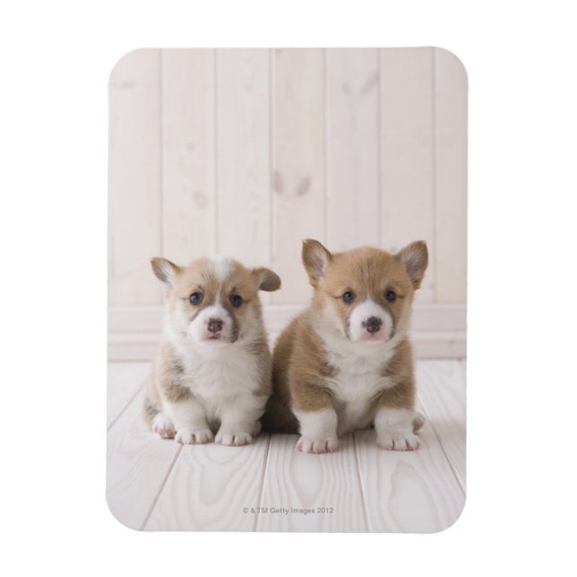 Två walesiska Corgi Sitta Magnet (Vertikal)