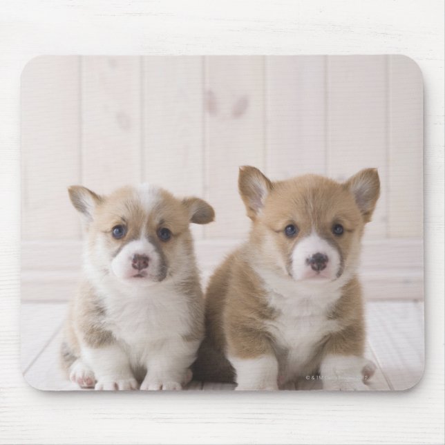 Två walesiska Corgi Sitta Musmatta (Framsidan)