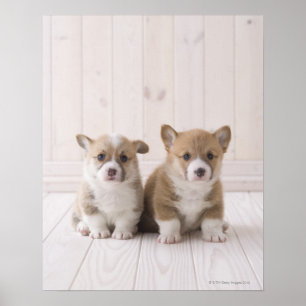 Två walesiska Corgi Sitta Poster