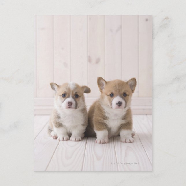 Två walesiska Corgi Sitta Vykort (Framsida)