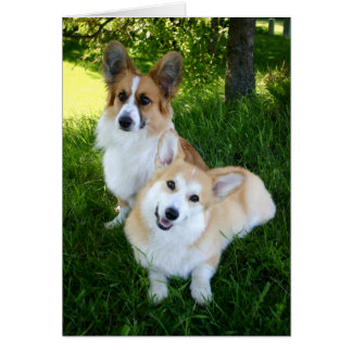 Två walesiska Corgis Hälsningskort