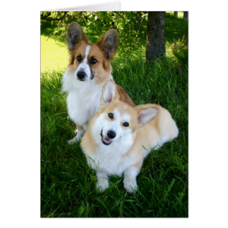 Två walesiska Corgis OBS Kort